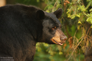 BEARS